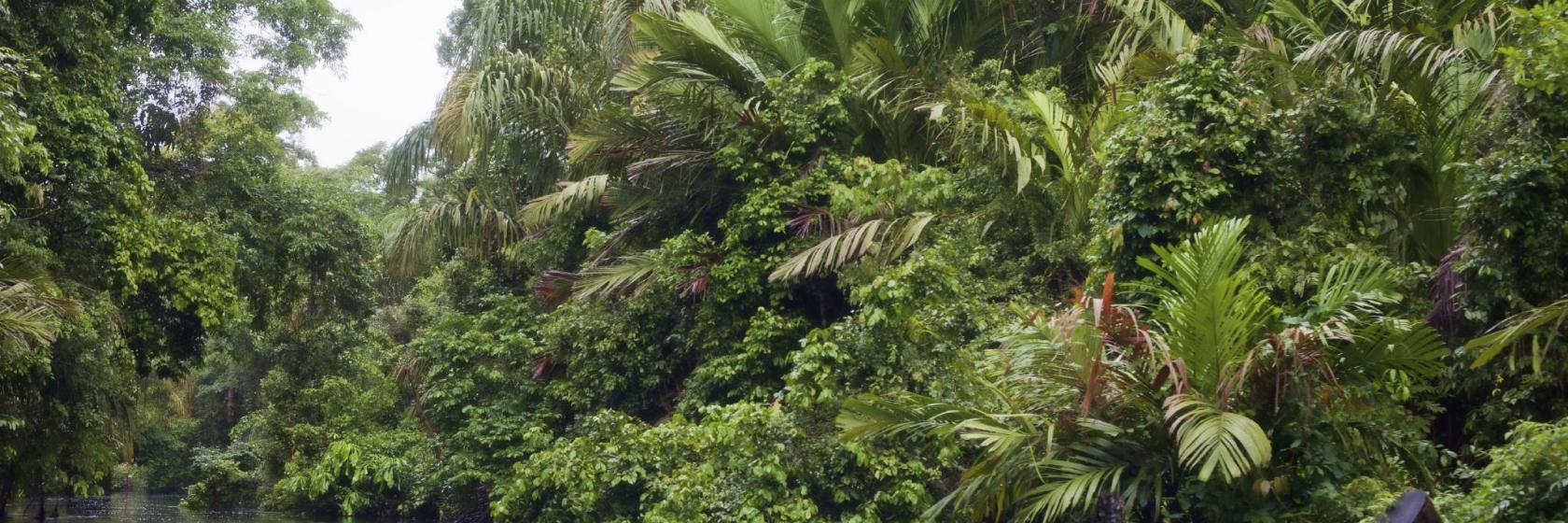 Parque Nacional de Tortuguero